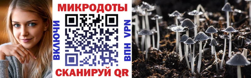Галлюциногенные грибы Psilocybine cubensis  Северодвинск 
